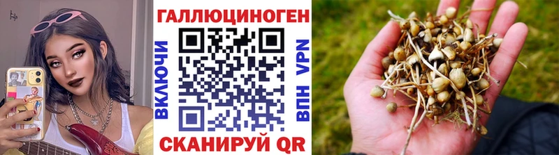 Галлюциногенные грибы Psilocybe  Козельск 